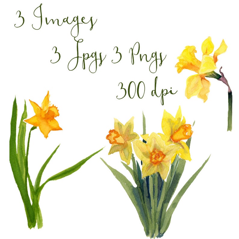 May include: Three watercolor illustrations of yellow daffodils with green stems and leaves. The daffodils are in various stages of bloom, with some fully open and others still closed. The illustrations are set against a white background.