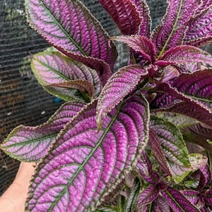 2 Halloween Queen Plants Persian Shield Purple Plants Strobilanthes Dyerianus