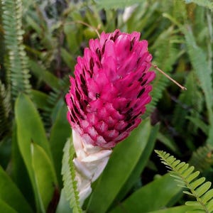 May include: A vibrant pink bromeliad flower with dark accents, surrounded by lush green foliage. The flower has a textured, cone-like shape and is in full bloom, showcasing its bright color. The image captures the natural beauty of the plant.