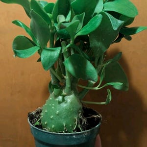 Rare Ant Plant Hydnophytum papuanum Caudex Plant 4" Pot Exotic Tropical Epiphyte