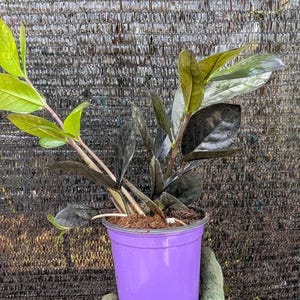 Black Raven ZZ Plant Zamiifolia Zamioculcas Fully Rooted 4" Pot Goth Plants