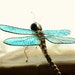 see more listings in the Dragonfly Garden Art section