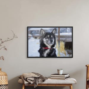 Alaskan Husky Portrait Wall Art – Arctic Sled Dog Photography Print