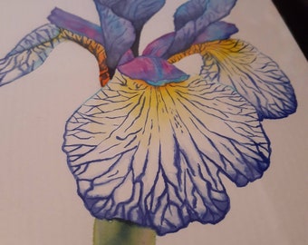 Watercolor Iris - original art - 8x10 - black floating glass frame - from LaurenHillDesigns.com