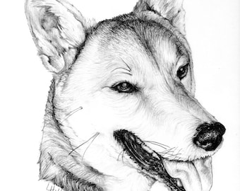 Custom Hand Drawn Pet Portraits - pencil graphite original art drawing illustration realistic - from LaurenHillDesigns.com