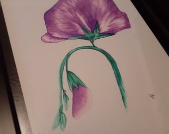 Watercolor Sweet Pea - original art - 8x10 - black floating glass frame - from LaurenHillDesigns.com