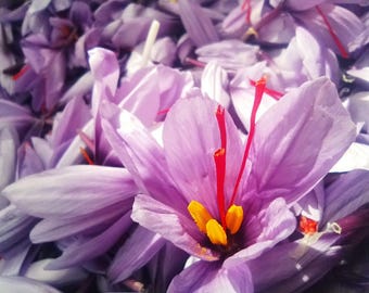 Artisanal organic saffron - Morocco