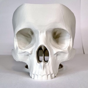 May include: A white 3D printed skull model. The skull is detailed with eye sockets, a nose, and teeth.