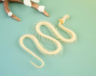 Real Snake Full Body Bone Real Animal Skull, Snake Skeleton Specimen Collector Gift, Natural Skull DIY Specimen Teaching Model About 20cm