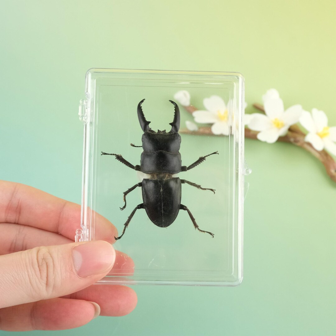Insect Beetle Specimen Gifts, Decorative Materials, Unique Gifts ...