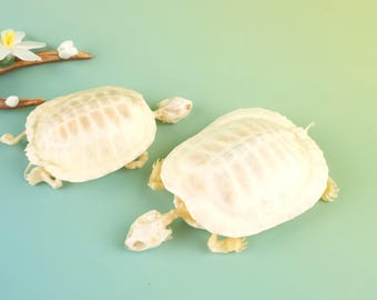 Real Turtle Skeleton Specimen, Real Animal Bone Collector Lover Gift, Exotic Nature Gift, Domesticated Animal Specimen 10-13CM