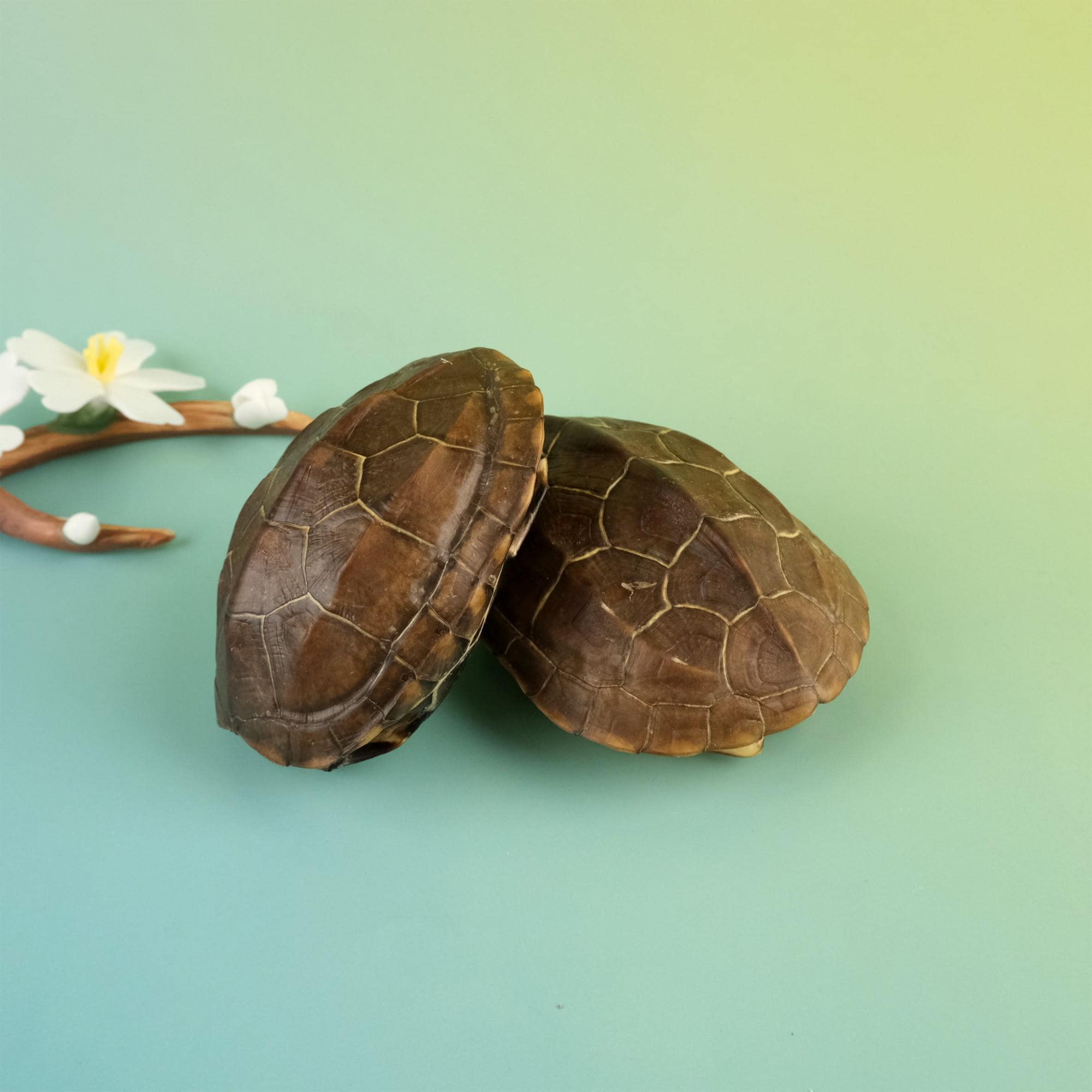 Real Brown Turtle Shell Specimens, Bone Collector Hobbyist Gift, Exotic Nature Gift, Domesticated Taxidermy, Ethically Sourced