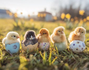 Baby Chicks in Easter Eggs Print: Spring Nursery Decor (Digital Download)
