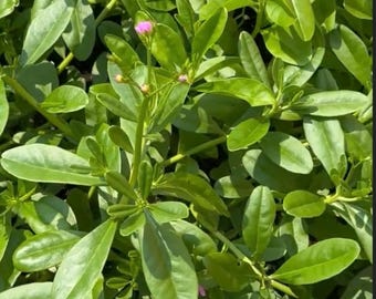 Water leaf Seeds