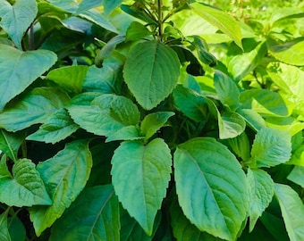 Scent Leave Plant: Nchuanwu, Ahigbe, Efirin Herb