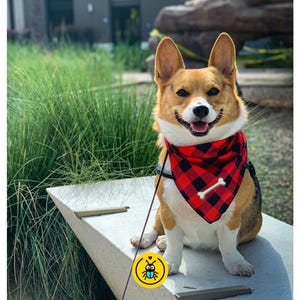 Op de afbeelding: Een lachende Corgi-hond met een rood-zwarte geblokte bandana met een wit botmotief. De hond heeft bruine en witte vacht en zit buiten op een betonnen bank. De hond zit aan de lijn.