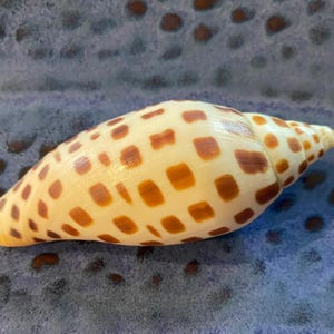 May include: A tan and brown seashell with a checkered pattern. The shell is smooth and glossy.