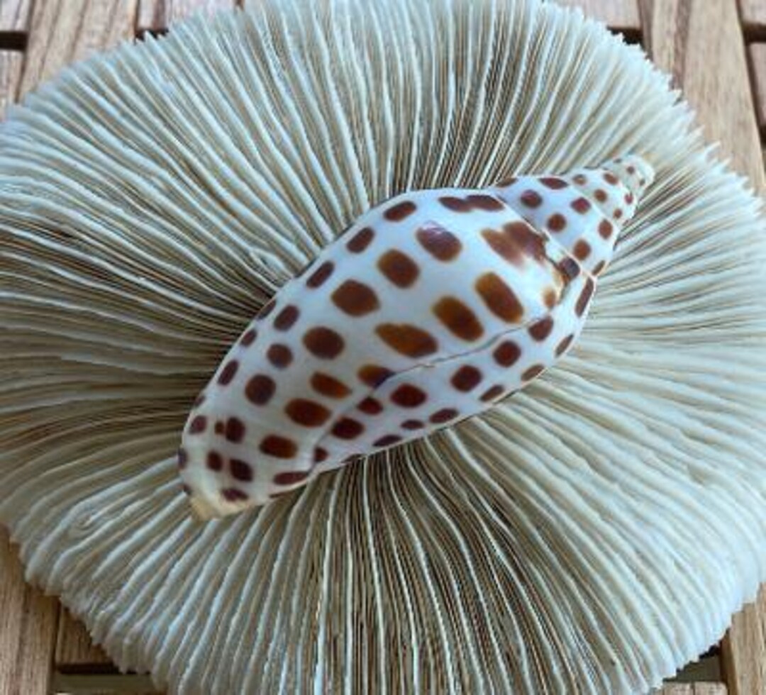 Scaphella Junonia Volute - Private Collection - Rare Shell - Collector ...