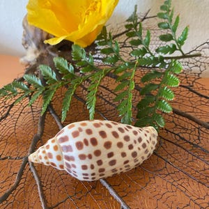 May include: A seashell with a white and brown spotted pattern rests on a brown, web-like structure. A bright yellow flower and green fern fronds are arranged nearby. The composition evokes a natural, coastal theme.