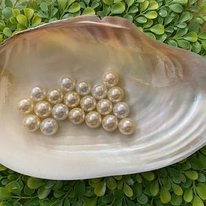 May include: A collection of creamy-colored pearls rests inside a large, iridescent seashell. The shell has a pearlescent interior and a brown-toned rim. The pearls are clustered together, creating a luxurious and elegant display.