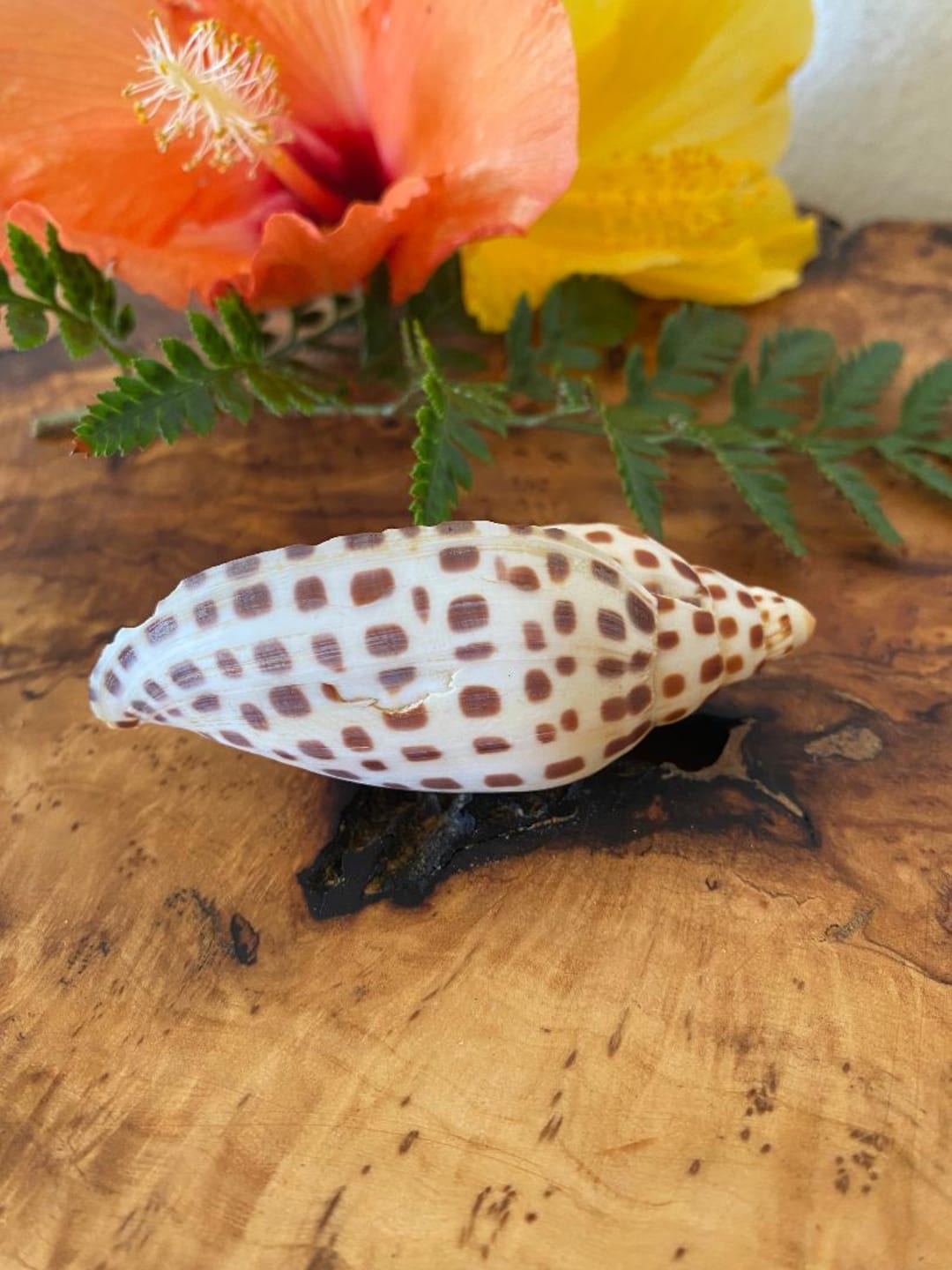 Scaphella Junonia Volute - Private Collection - Rare Shell - Collector ...