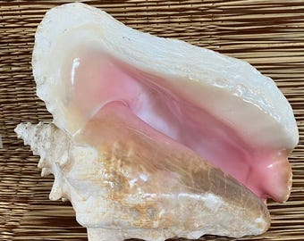 Queen Conch shell - large specimen piece - coastal decor - beach decor - pink Conch shell