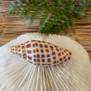 May include: A brown and white seashell with a checkered pattern rests on a white, textured surface. The shell is elongated with a pointed end. Green fern fronds are visible in the background, adding a natural element.