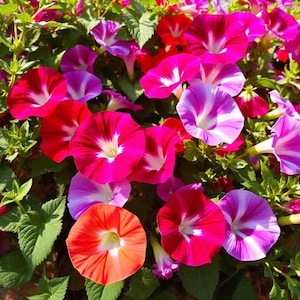 May include: A vibrant cluster of morning glory flowers in shades of red, pink, and purple. The flowers have a trumpet shape with white centers and are surrounded by green foliage. The image is a close-up shot of the colorful blooms.