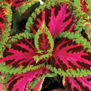 May include: Close-up of a coleus plant with vibrant leaves. The leaves display a striking combination of colors: bright pink, deep burgundy, and light green. The edges of the leaves are a light green, while the center is a deep burgundy.
