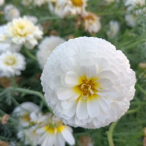 May include: Close-up of a white flower with a yellow center, surrounded by other flowers and green foliage. The flower has many delicate petals, creating a full, rounded shape. The background is blurred, highlighting the main flower.