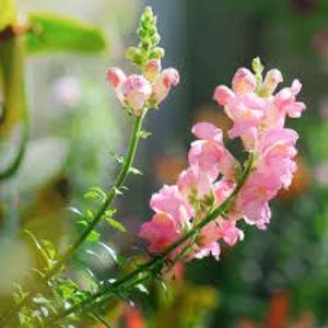 May include: Pink snapdragon flowers in bloom. The flowers are arranged in clusters on tall green stems.