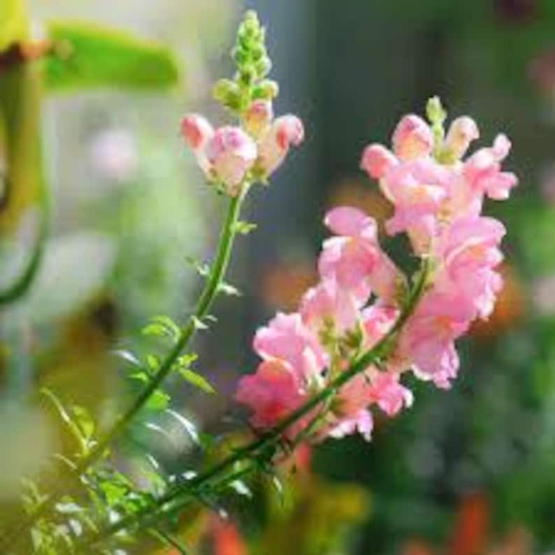 May include: Pink snapdragon flowers in bloom. The flowers are arranged in clusters on tall green stems.