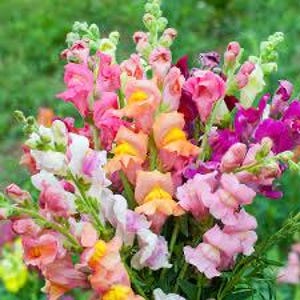 May include: A bouquet of colorful snapdragon flowers in shades of pink, orange, and purple. The flowers are arranged in a bunch and have a variety of shapes and sizes.
