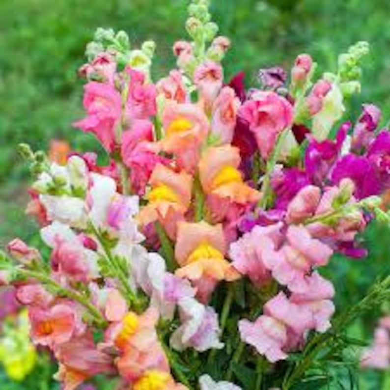 May include: A bouquet of colorful snapdragon flowers in shades of pink, orange, and purple. The flowers are arranged in a bunch and have a variety of shapes and sizes.