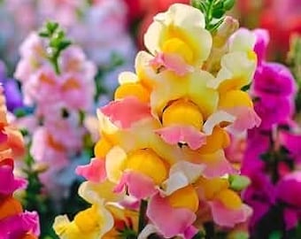 200 snapdragon northern lights mix seeds perennials planting vibrant attract pollinators