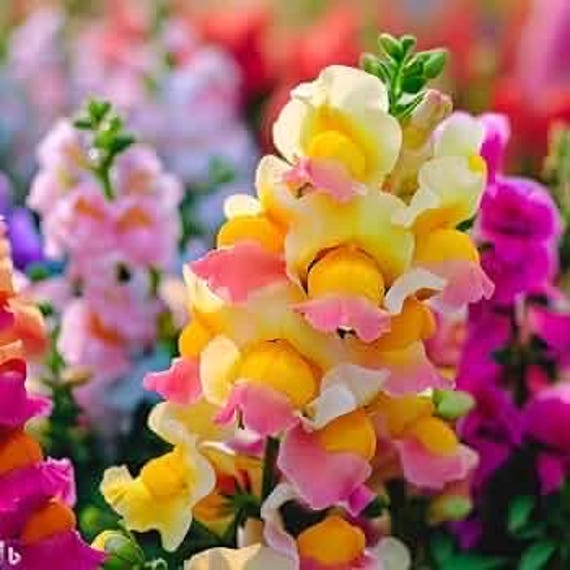 200 snapdragon northern lights mix seeds perennials planting vibrant attract pollinators