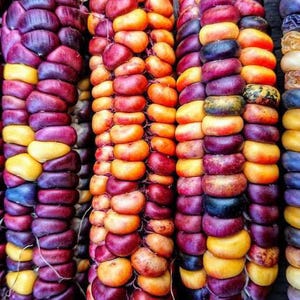 May include: Close-up of three ears of colorful corn. The corn kernels are arranged in rows of purple, yellow, red, and orange.