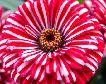 50 peppermint zinnia seeds annual garden planting spring double bloom butterflies