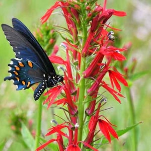 100 cardinal flower seeds lobelia cardinalis humming bird red flowers