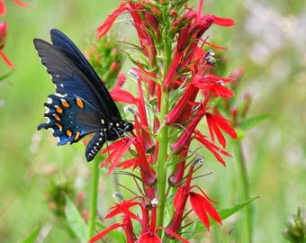100 cardinal flower seeds lobelia cardinalis humming bird red flowers
