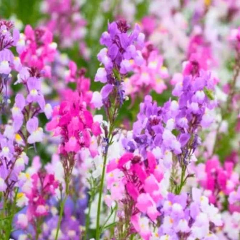 200 snapdragon northern lights mix seeds perennials planting vibrant attract pollinators image 8
