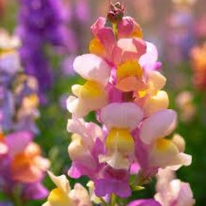 May include: A close-up of a cluster of colorful snapdragon flowers. The flowers are pink, yellow, and white, and they are arranged in a vertical pattern. The flowers are in focus, and the background is blurred.