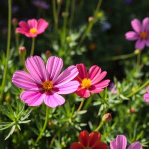 May include: A close-up of pink and red cosmos flowers in bloom. The flowers have delicate petals and are surrounded by green foliage.