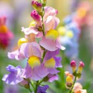 May include: A close-up of a cluster of purple and yellow snapdragon flowers in bloom. The flowers are arranged in a vertical line, with the buds at the top and the open flowers at the bottom. The flowers are surrounded by green leaves.