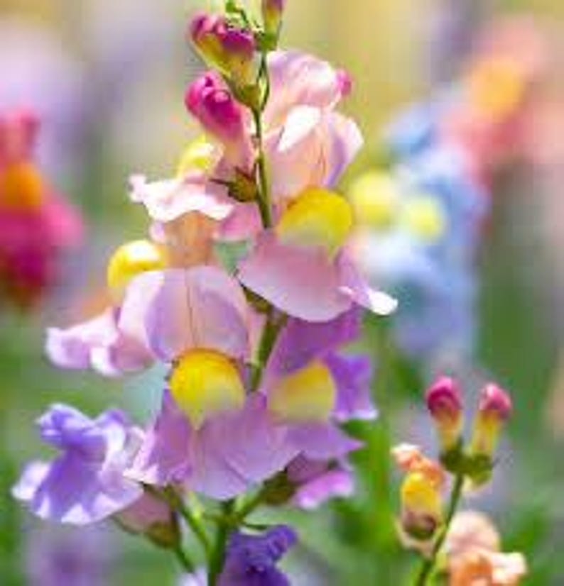 May include: A close-up of a cluster of purple and yellow snapdragon flowers in bloom. The flowers are arranged in a vertical line, with the buds at the top and the open flowers at the bottom. The flowers are surrounded by green leaves.