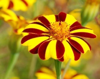 Marigold Seeds  Court Jester Harlequin Tall 30 Seeds Beneficial Plant Non-GMO
