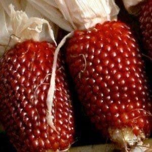 May include: Close-up of two red corn cobs with kernels. The cobs are surrounded by dried husks.