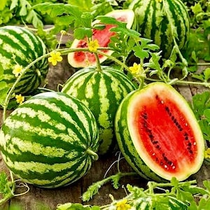 25 crimson sweet red watermelon seeds non-gmo heirloom garden seeds