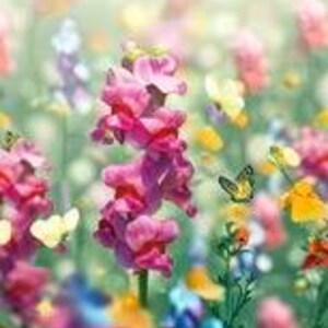 200 snapdragon northern lights mix seeds perennials planting vibrant attract pollinators image 3