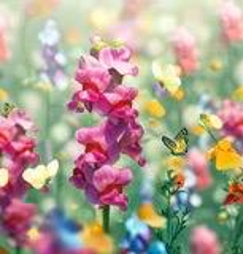 200 snapdragon northern lights mix seeds perennials planting vibrant attract pollinators image 3